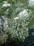 Cerastium tomentosum